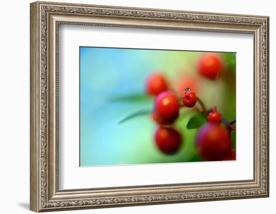 Berries Drop-Heidi Westum-Framed Photographic Print