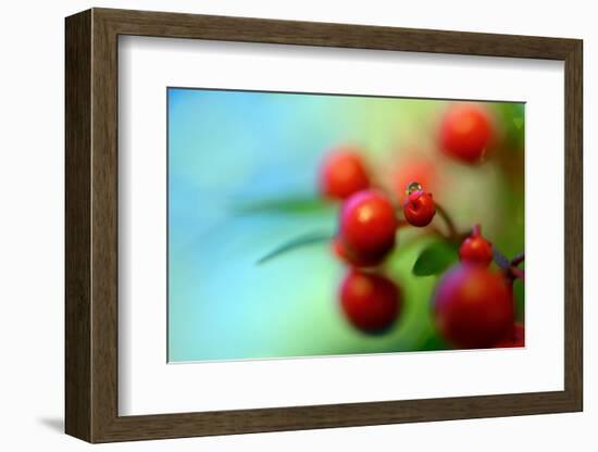 Berries Drop-Heidi Westum-Framed Photographic Print