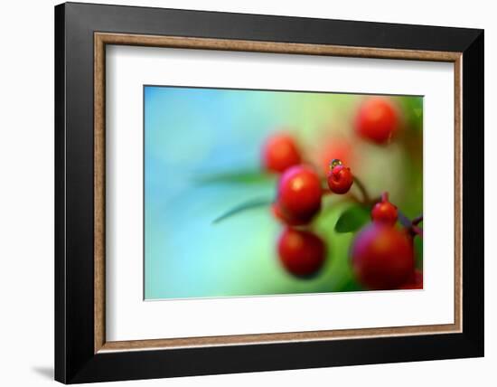 Berries Drop-Heidi Westum-Framed Photographic Print