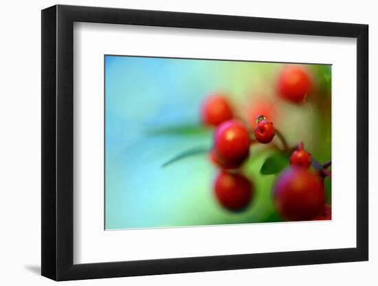 Berries Drop-Heidi Westum-Framed Photographic Print