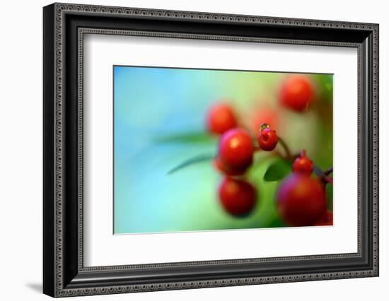 Berries Drop-Heidi Westum-Framed Photographic Print