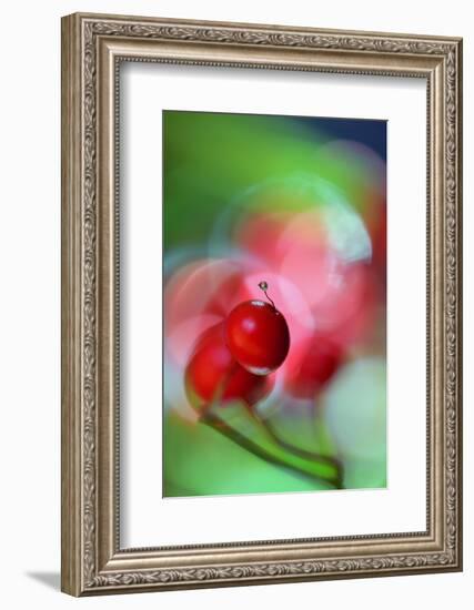 Berries Drop-Heidi Westum-Framed Photographic Print