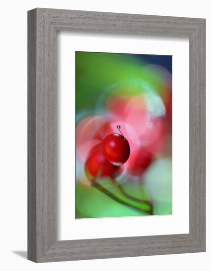 Berries Drop-Heidi Westum-Framed Photographic Print