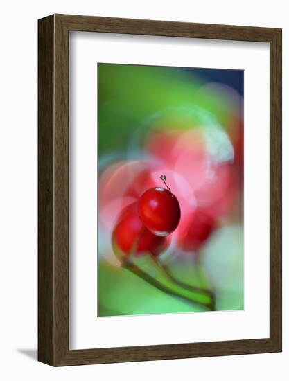 Berries Drop-Heidi Westum-Framed Photographic Print