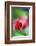 Berries Drop-Heidi Westum-Framed Photographic Print