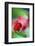 Berries Drop-Heidi Westum-Framed Photographic Print