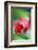 Berries Drop-Heidi Westum-Framed Photographic Print