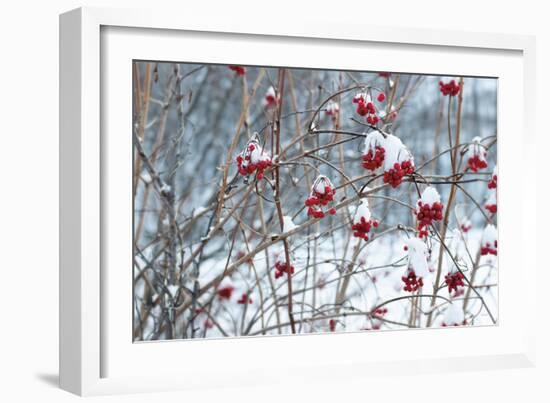 Berries in Winter-Sue Schlabach-Framed Premium Giclee Print