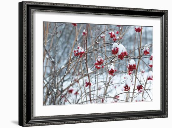 Berries in Winter-Sue Schlabach-Framed Premium Giclee Print