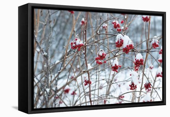 Berries in Winter-Sue Schlabach-Framed Stretched Canvas