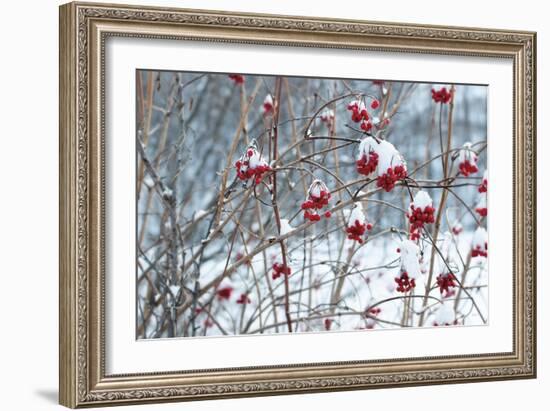 Berries in Winter-Sue Schlabach-Framed Art Print