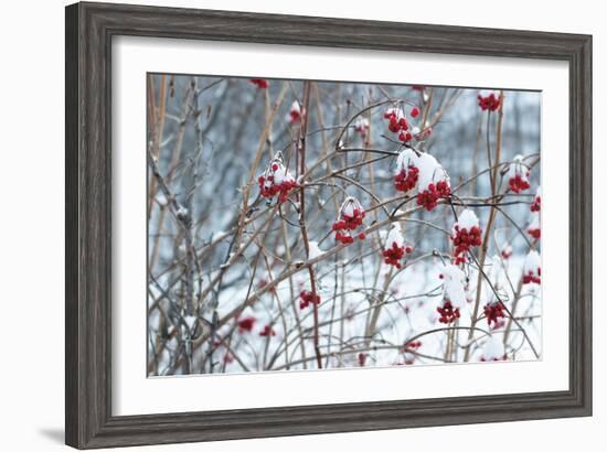 Berries in Winter-Sue Schlabach-Framed Art Print