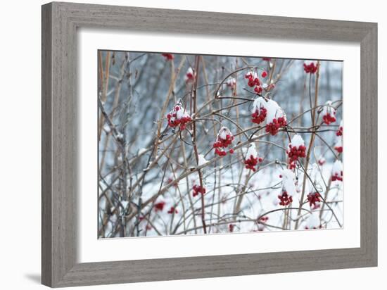 Berries in Winter-Sue Schlabach-Framed Art Print