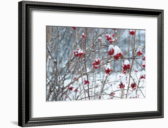 Berries in Winter-Sue Schlabach-Framed Art Print