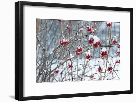 Berries in Winter-Sue Schlabach-Framed Art Print