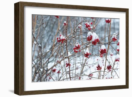 Berries in Winter-Sue Schlabach-Framed Art Print