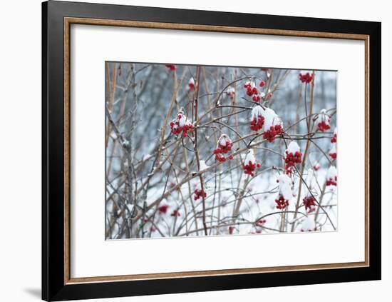 Berries in Winter-Sue Schlabach-Framed Art Print