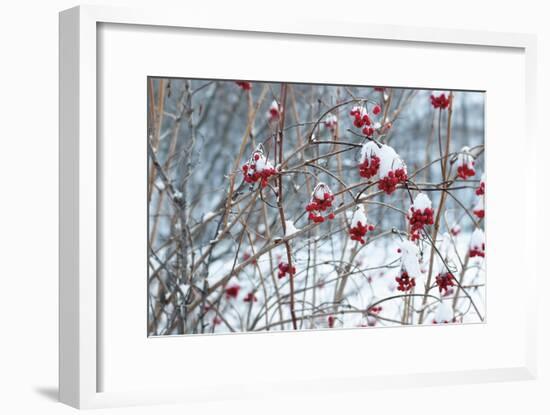 Berries in Winter-Sue Schlabach-Framed Art Print