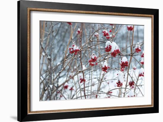 Berries in Winter-Sue Schlabach-Framed Art Print