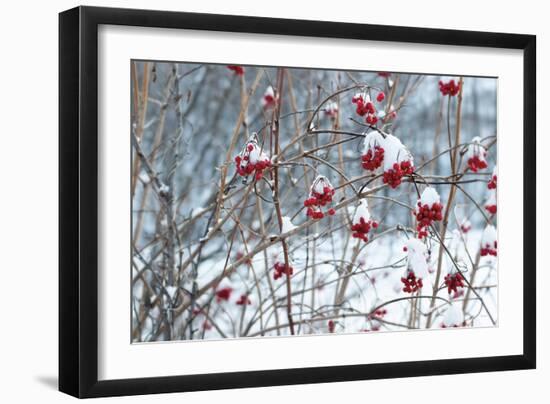 Berries in Winter-Sue Schlabach-Framed Art Print