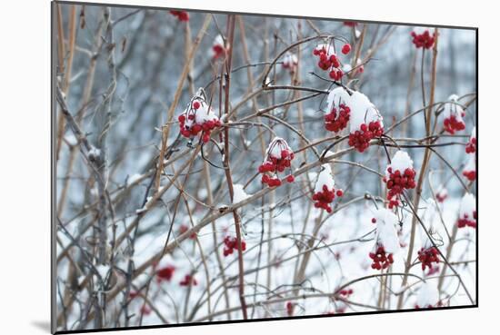 Berries in Winter-Sue Schlabach-Mounted Art Print