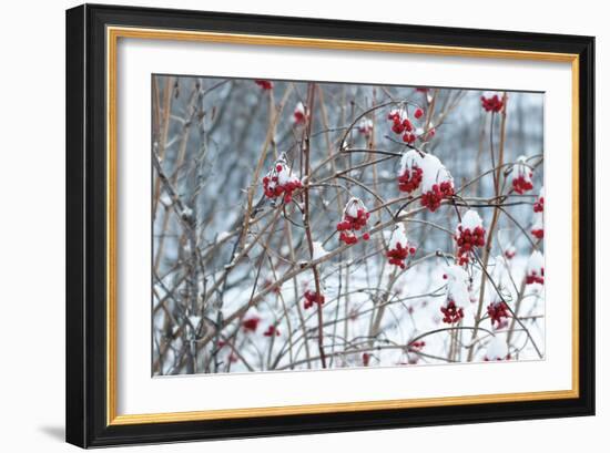 Berries in Winter-Sue Schlabach-Framed Art Print