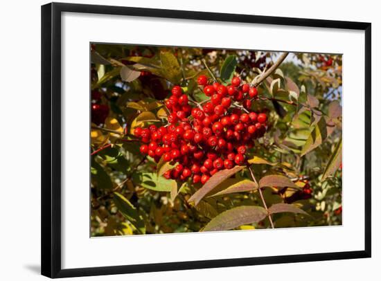 Berries Rowan-Charles Bowman-Framed Photographic Print