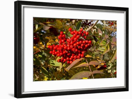 Berries Rowan-Charles Bowman-Framed Photographic Print