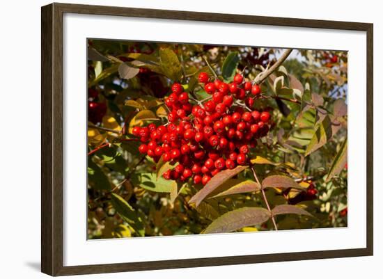 Berries Rowan-Charles Bowman-Framed Photographic Print