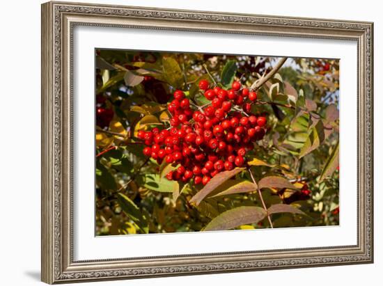 Berries Rowan-Charles Bowman-Framed Photographic Print