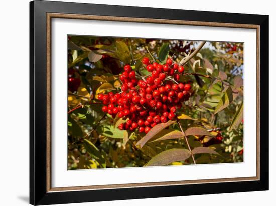 Berries Rowan-Charles Bowman-Framed Photographic Print