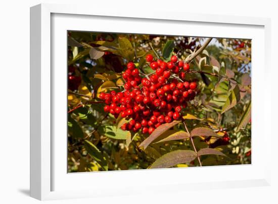 Berries Rowan-Charles Bowman-Framed Photographic Print