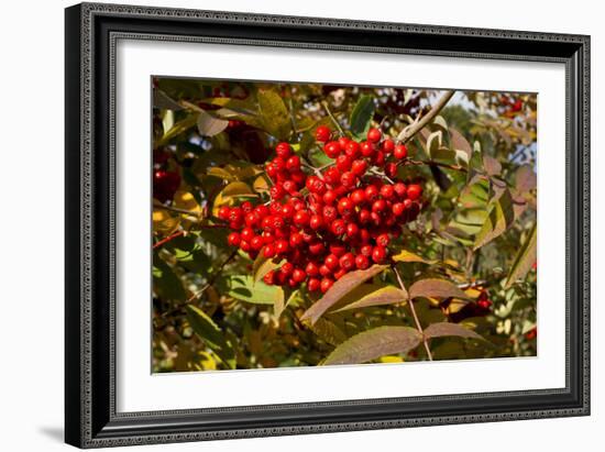 Berries Rowan-Charles Bowman-Framed Photographic Print