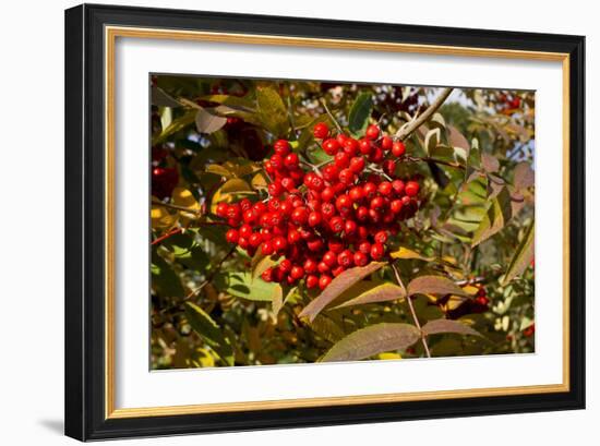 Berries Rowan-Charles Bowman-Framed Photographic Print