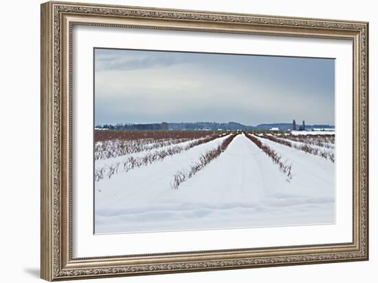 Berries under Snow I-Dana Styber-Framed Photographic Print