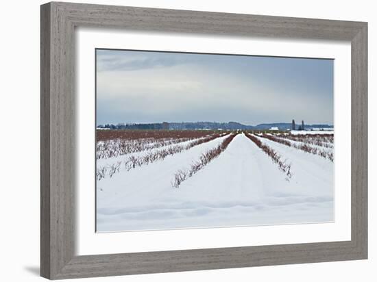 Berries under Snow I-Dana Styber-Framed Photographic Print