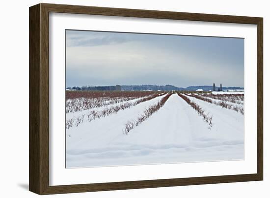 Berries under Snow I-Dana Styber-Framed Photographic Print