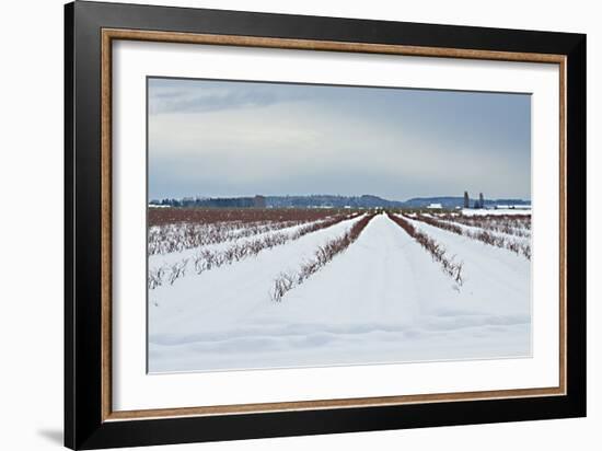 Berries under Snow I-Dana Styber-Framed Photographic Print