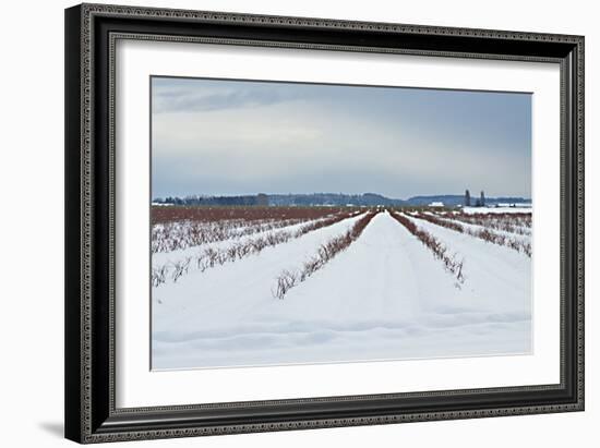 Berries under Snow I-Dana Styber-Framed Photographic Print