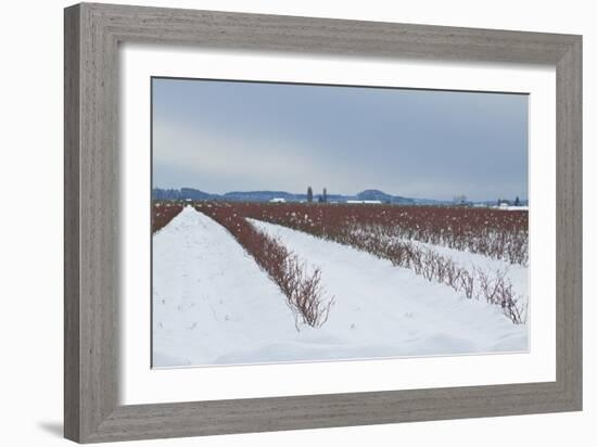 Berries under Snow II-Dana Styber-Framed Photographic Print