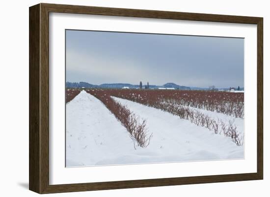 Berries under Snow II-Dana Styber-Framed Photographic Print