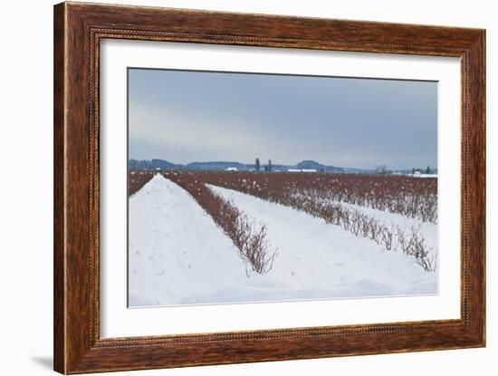 Berries under Snow II-Dana Styber-Framed Photographic Print