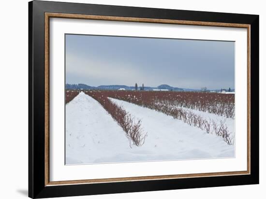 Berries under Snow II-Dana Styber-Framed Photographic Print