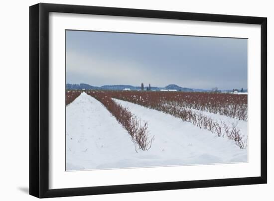 Berries under Snow II-Dana Styber-Framed Photographic Print