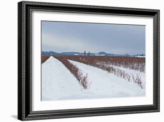 Berries under Snow II-Dana Styber-Framed Photographic Print