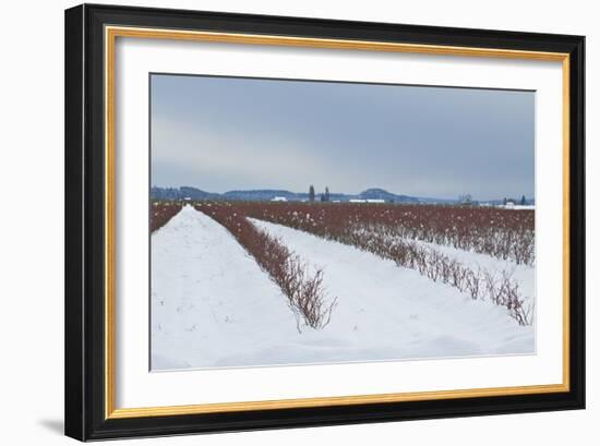 Berries under Snow II-Dana Styber-Framed Photographic Print