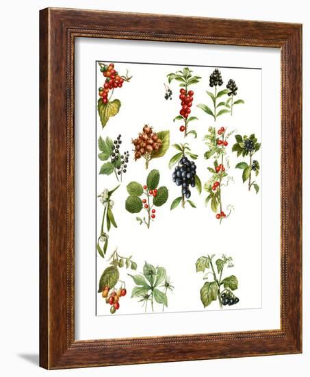 Berries-English School-Framed Giclee Print
