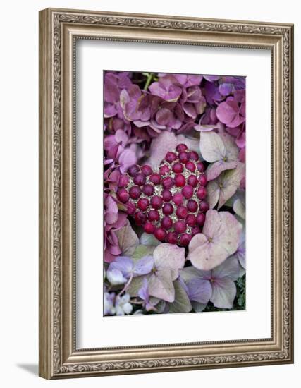 Berry Heart on Hydrangea Blossoms-Andrea Haase-Framed Photographic Print