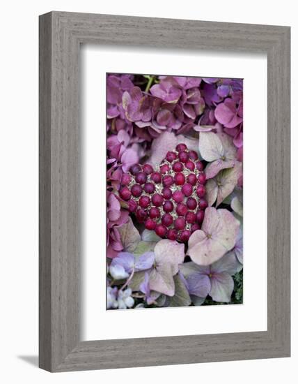 Berry Heart on Hydrangea Blossoms-Andrea Haase-Framed Photographic Print