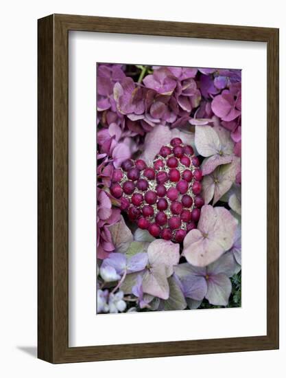 Berry Heart on Hydrangea Blossoms-Andrea Haase-Framed Photographic Print